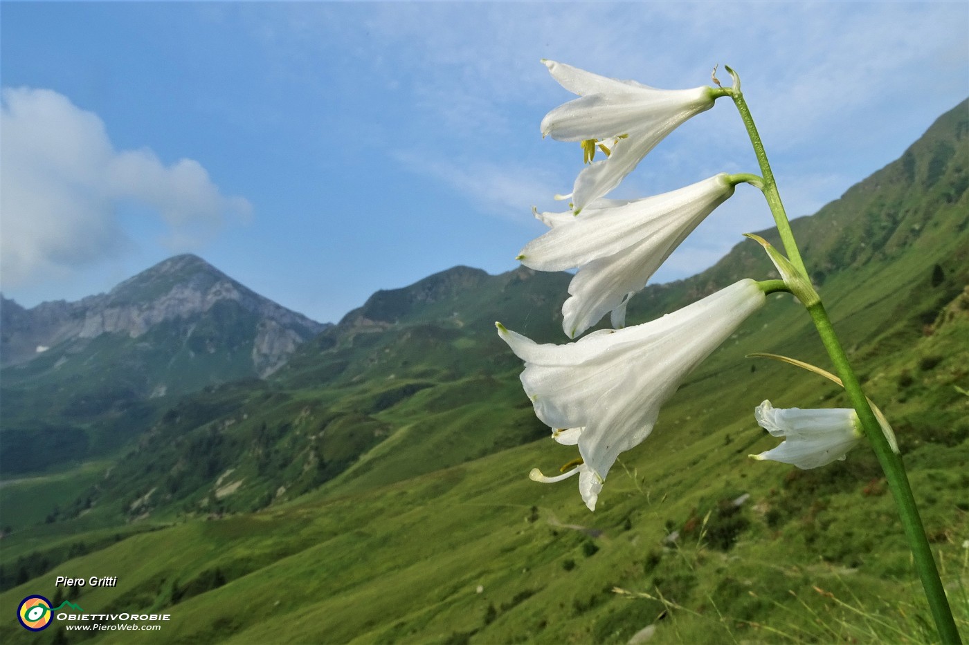 15 Giglio di monte (Paradisia liliastrum).JPG